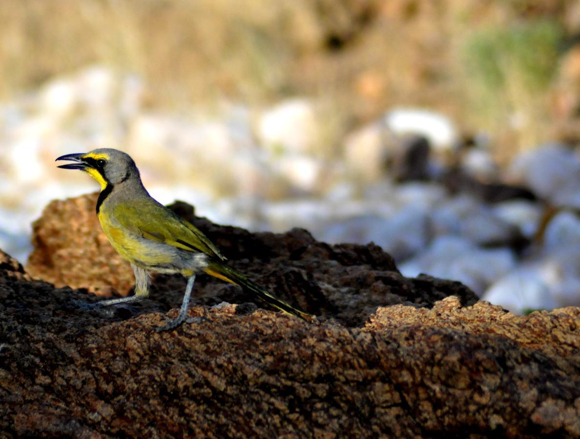 Daberas Guest Farm Βίλα Augrabies Εξωτερικό φωτογραφία