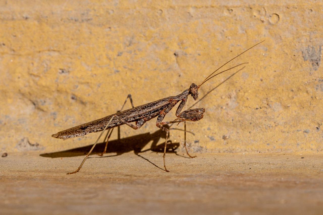 Daberas Guest Farm Βίλα Augrabies Εξωτερικό φωτογραφία
